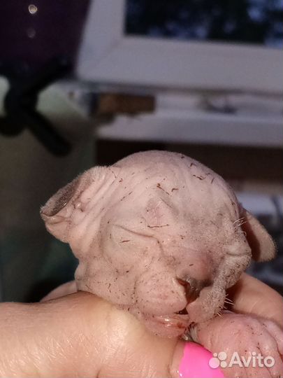 Канадский сфинкс