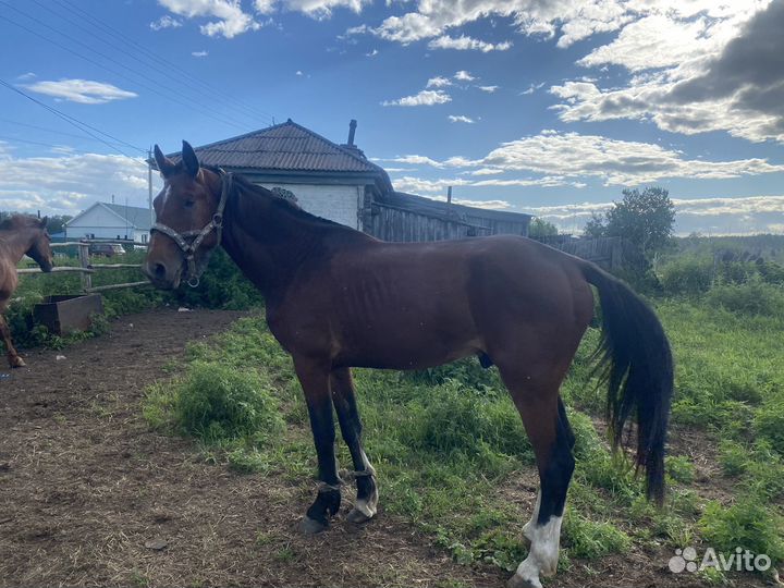 Продам жеребца 3-летка