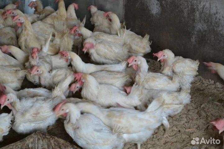 Куры белые