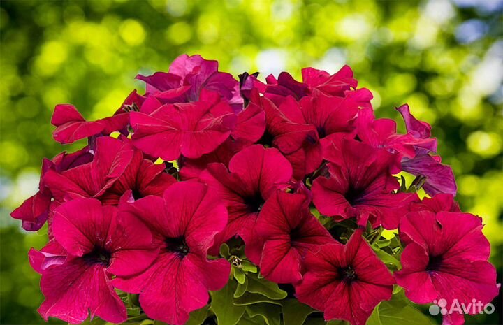 Петуния кустовая