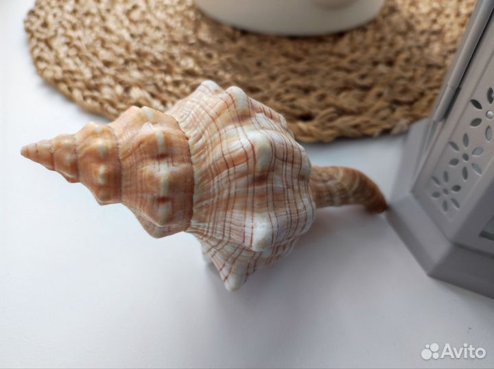 Морская ракушка