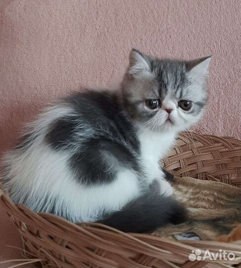 Экзотические короткошерстные котята