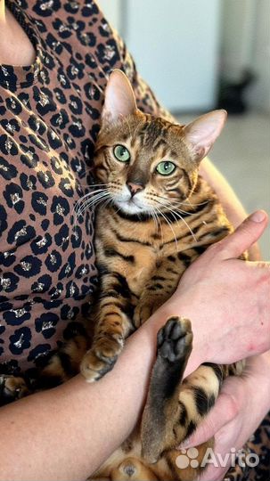 Продам Бенгальского котика