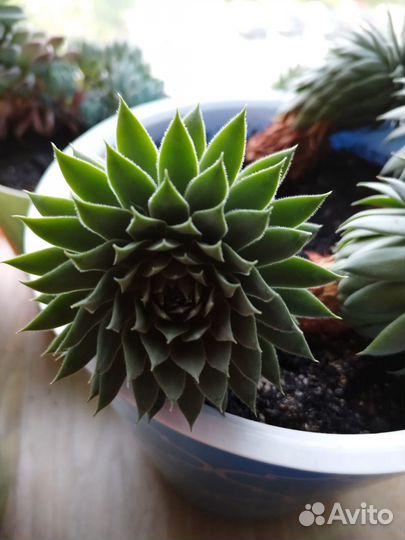 Продам суккуленты взрослые