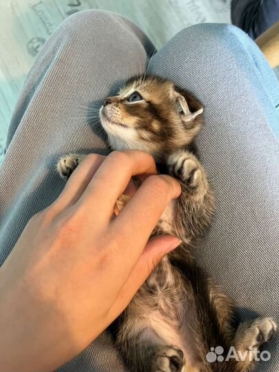 Шотландская вислоухая