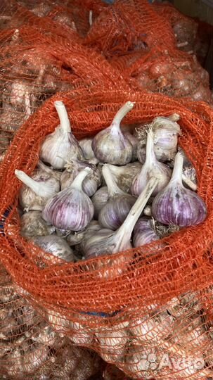 Чеснок