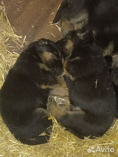 Щенки немецкой овчарки