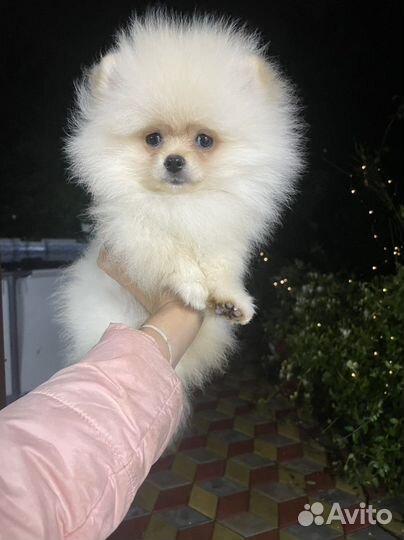 Мальчик медвежонок