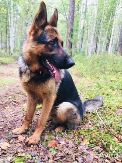 Немецкая овчарка