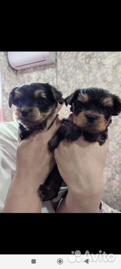 Девочка Йоркширский терьер