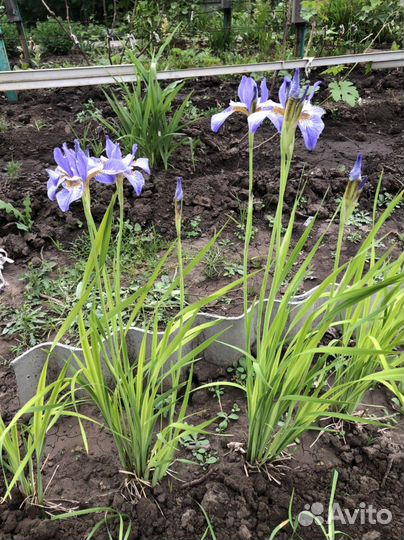 Ирис сибирский. Ирис голубой