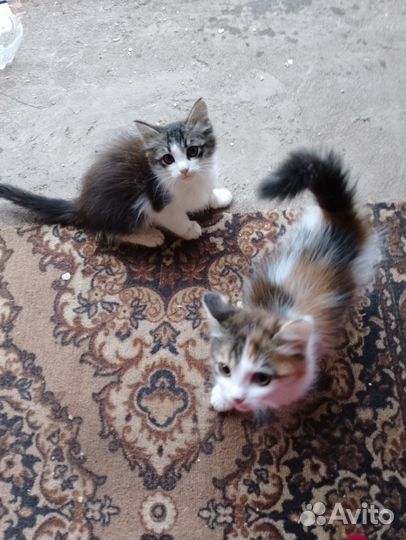 Отдам в добрые руки котят