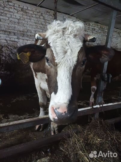 Корова дойная