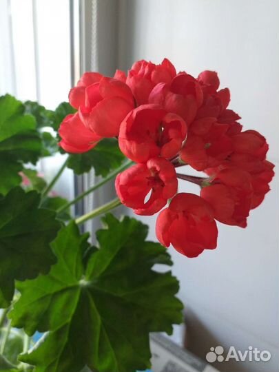 Пеларгония герань