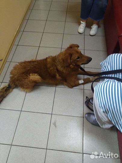 Собака в добрые руки