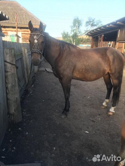 Кобыла с жеребенком