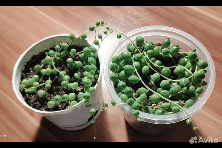 Крестовники