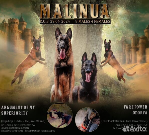 Щенки малинуа