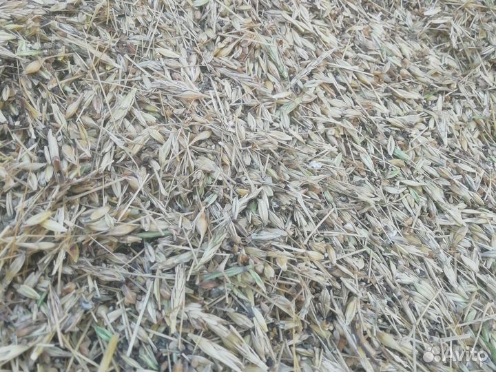 Ячменые корма