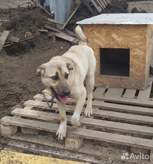 Собака в добрые руки