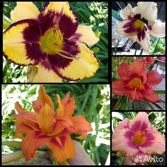 Садовые растения