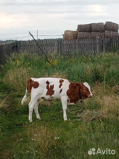 Продается теленок(бычок) 3 месяца