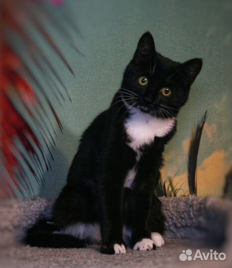 Нежная кошечка Варюшка ищет дом