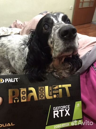 Русский спаниэль для вязки