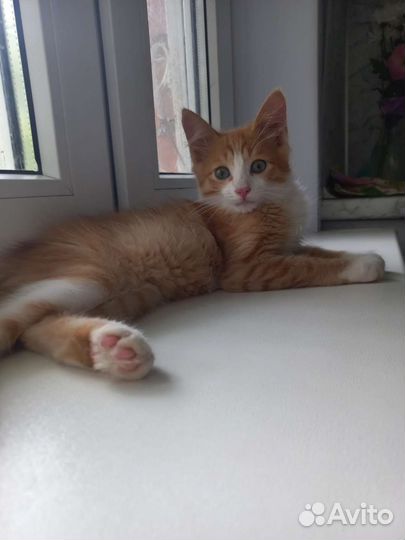 Рыжий котенок мальчик в добрые руки