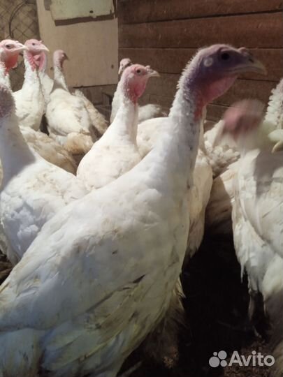 Индюки, доминанты