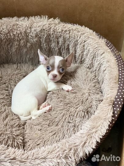 Милашка минюшка