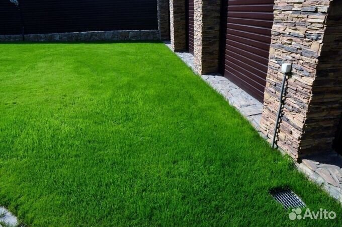 Семена газонной травы