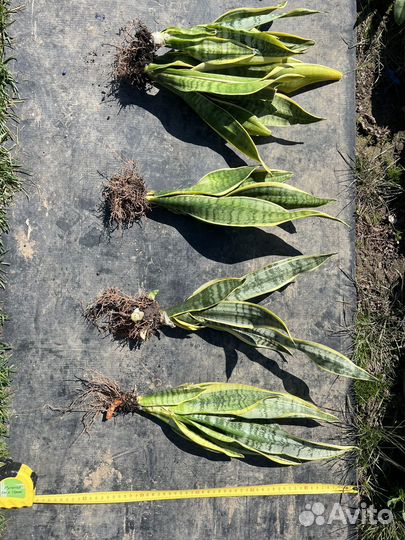 Сансевиерия тещин язык