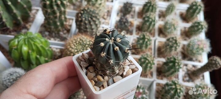 Кактус Lobivia Salitrensis blmt63.01