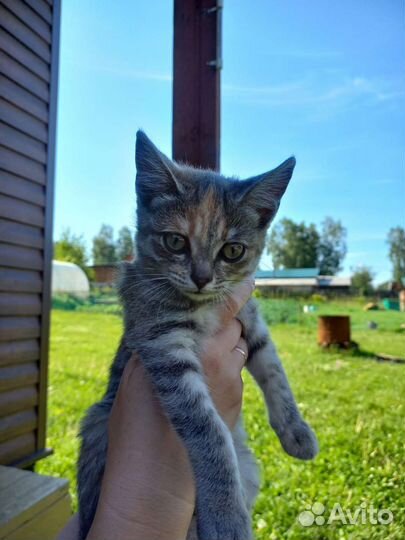 Кошки в добрые руки бесплатно