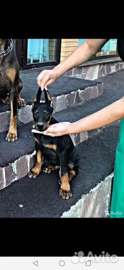 Собаки щенки добермана