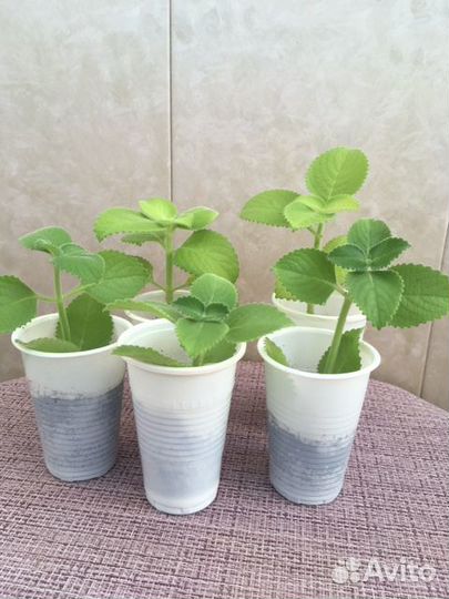 Мята домашняя или Плектрантус