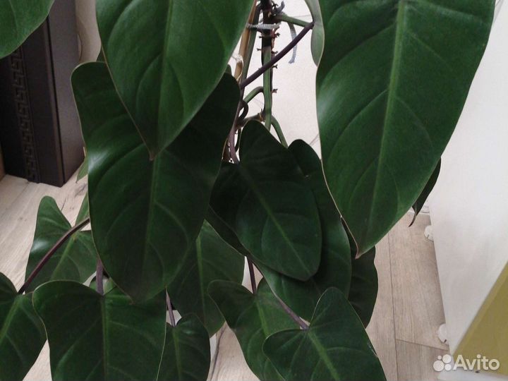 Филадендрон