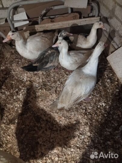 Индоутки, селезни, тяжёлой линии, гусыни линда