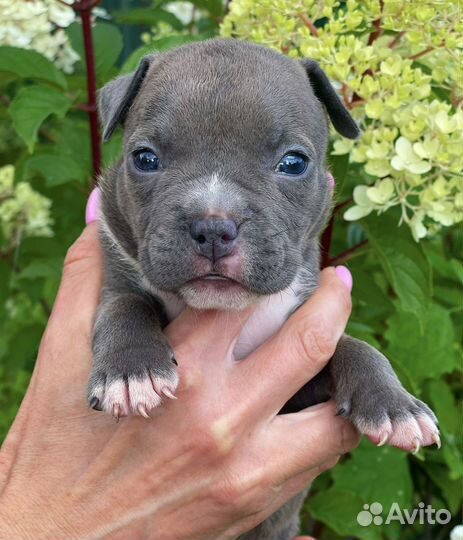 Американский булли покет