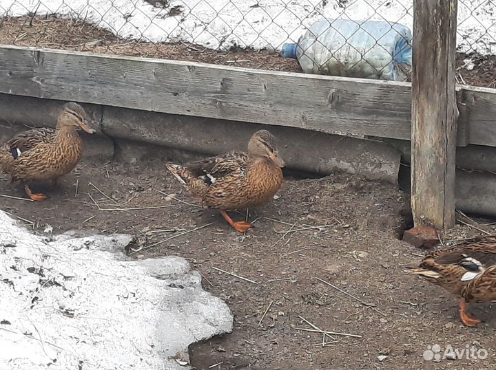 Гуси, куры, утки кауюга дикие индо