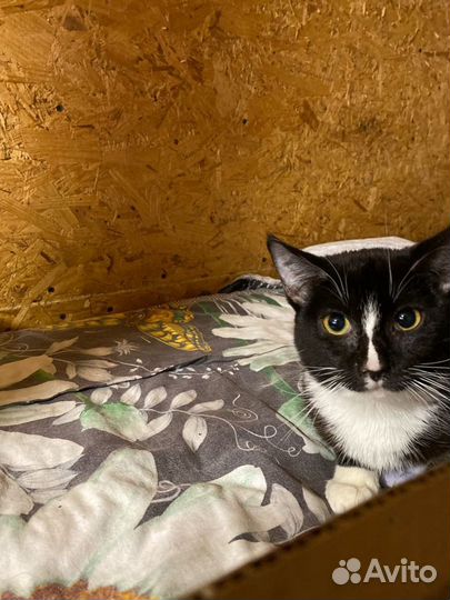 Отдам в добрые руки