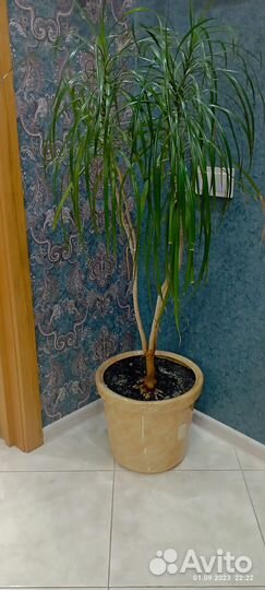 Пальма драцена