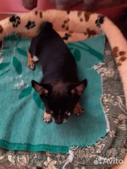 Жених на вязку