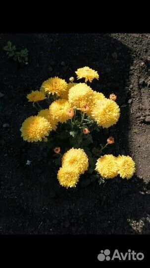 Цветы хризантемы, глоксинии