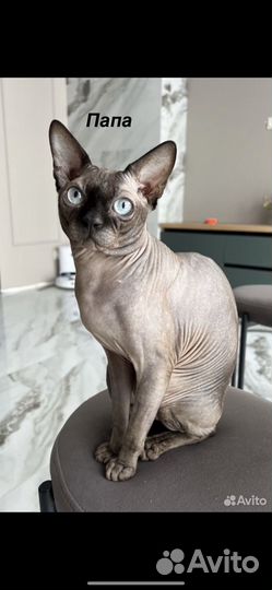 Донской сфинкс