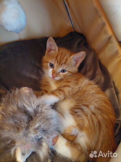 Передержка кошек