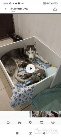 Родильный ящик для собак манеж для щенков