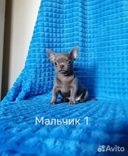 Чихуа мальчики