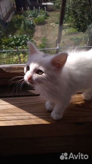 Котята ангоры